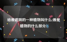 给姜遮阴的一种植物叫什么(姜是植物的什么部分)