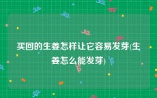 买回的生姜怎样让它容易发芽(生姜怎么能发芽)
