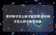 茶叶种子怎么种才能发芽(茶叶种子怎么种才能发芽快)