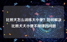 比熊犬怎么训练大小便？如何解决比熊犬大小便不规律的问题