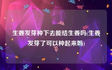 生姜发芽种下去能结生姜吗(生姜发芽了可以种起来吗)