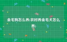 金毛狗怎么养(农村养金毛犬怎么养)
