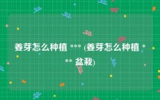 姜芽怎么种植 *** (姜芽怎么种植 *** 盆栽)