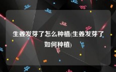 生姜发芽了怎么种植(生姜发芽了如何种植)