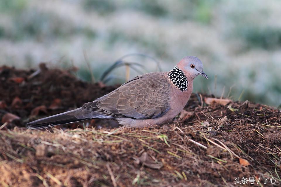 关于珠颈斑鸠的知识