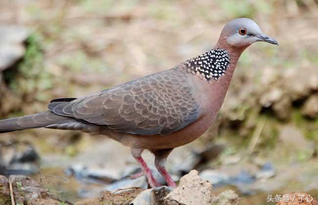 关于珠颈斑鸠的知识