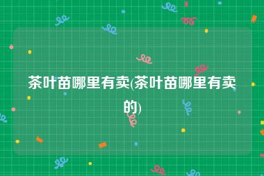 茶叶苗哪里有卖(茶叶苗哪里有卖的)
