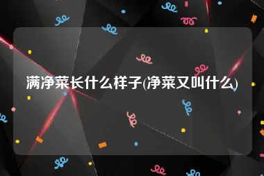 满净菜长什么样子(净菜又叫什么)