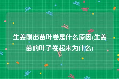 生姜刚出苗叶卷是什么原因(生姜苗的叶子卷起来为什么)