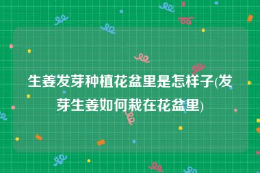 生姜发芽种植花盆里是怎样子(发芽生姜如何栽在花盆里)